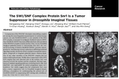 Cancer-research-2017